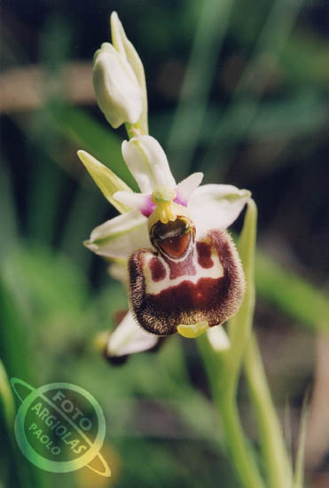 Ophrys holosrica
