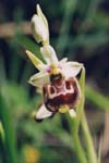 Ophrys holosérica   