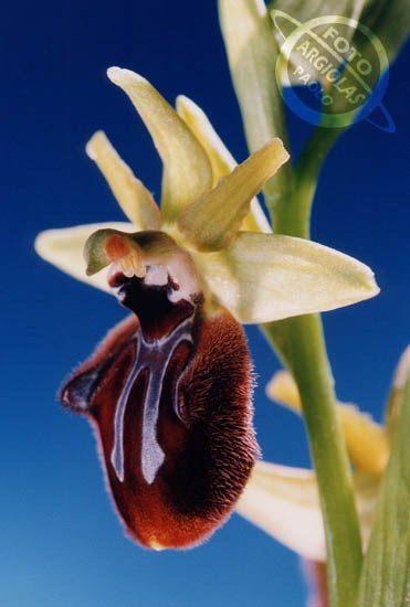 Ophrys incubcea