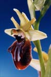 Ophrys incubàcea