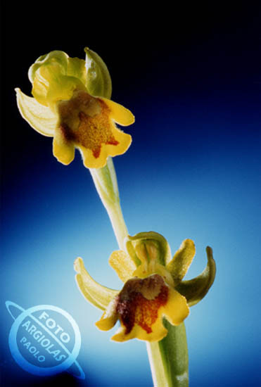 Ophrys ltea