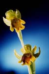 Ophrys  lùtea