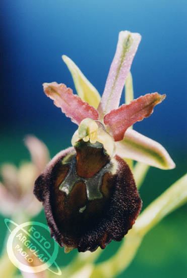 Ophrys morsii