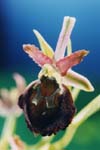 Ophrys  morìsii