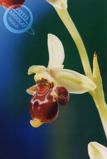 Ophrys sclopax