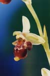 Ophrys  scòlopax