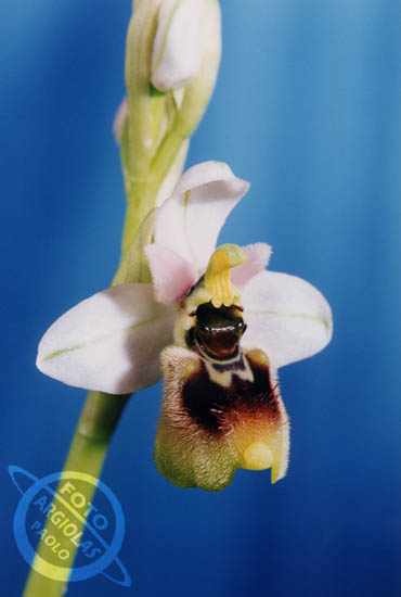 Ophrys tentredinfera