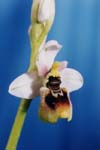 Ophrys  tenthredinìfera