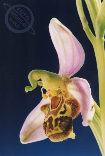 Ophrys  apifera