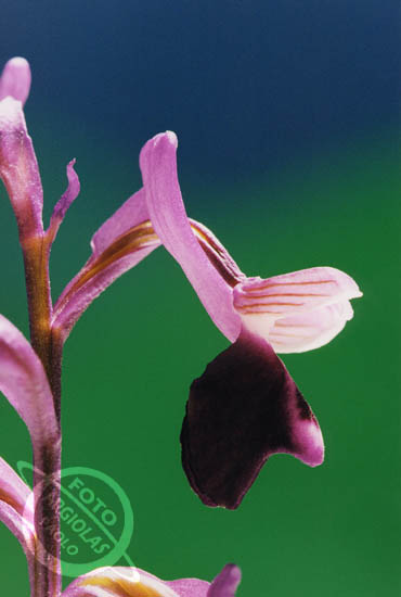 Orchis longicrnu