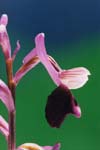 Orchis longicòrnu