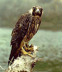 Falco peregrinus calidus juv - click to enlarge