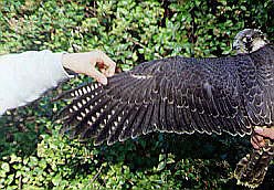 Falco peregrinus calidus juv