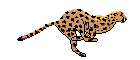 Cheetah.gif (7232 byte)