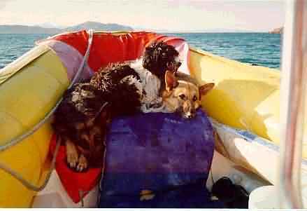 Tre cani in gommone