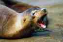 Galpagos sea lion