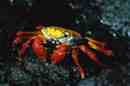 Sally-lightfood crab