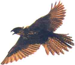 Caccia con il falcone all'Abbazia di San Galgano