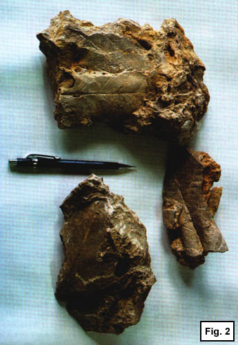 Fossili di foglie rinvenuti a Fiume Santo (42,5 Kb)