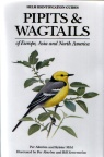 Pipits & Wagtails of Europe, Asia and North America