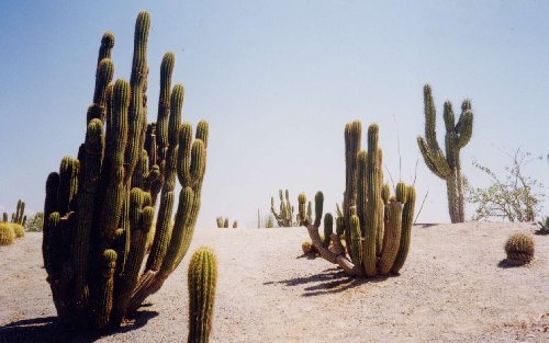 [Cactus]