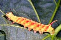 Mimas tiliae (larva, red spotted form)