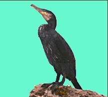 cormorano.jpg (7634 byte)