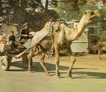 camel.jpg (41104 byte)