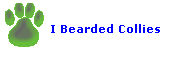 I Bearded Collies