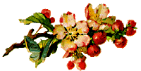 fiori-ornamento.gif (9418 byte)